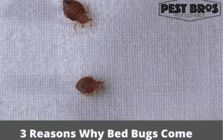 3 Reasons Why Bed Bugs Come