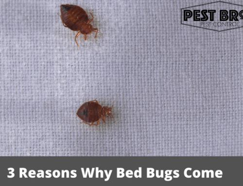 3 Reasons Why Bed Bugs Come