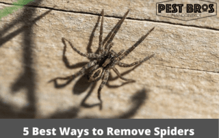5 Best Ways to Remove Spiders