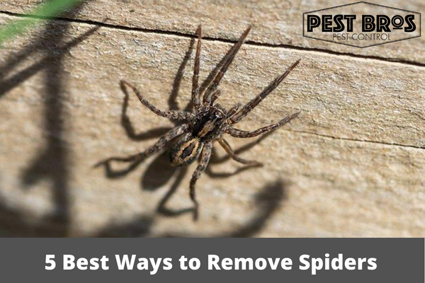 5 Best Ways to Remove Spiders