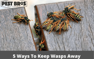 5 Ways To Keep Wasps Away