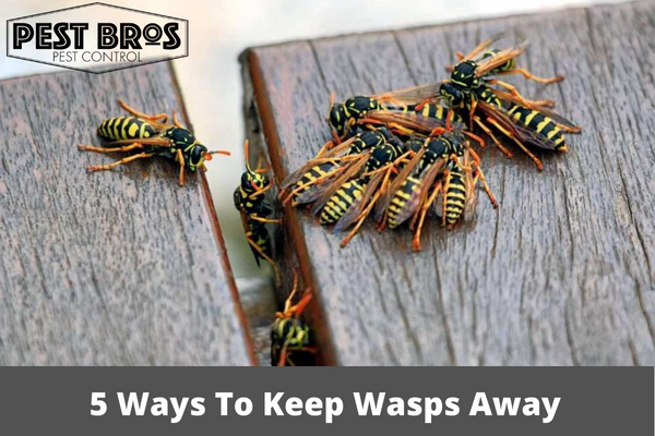 5 Ways To Keep Wasps Away