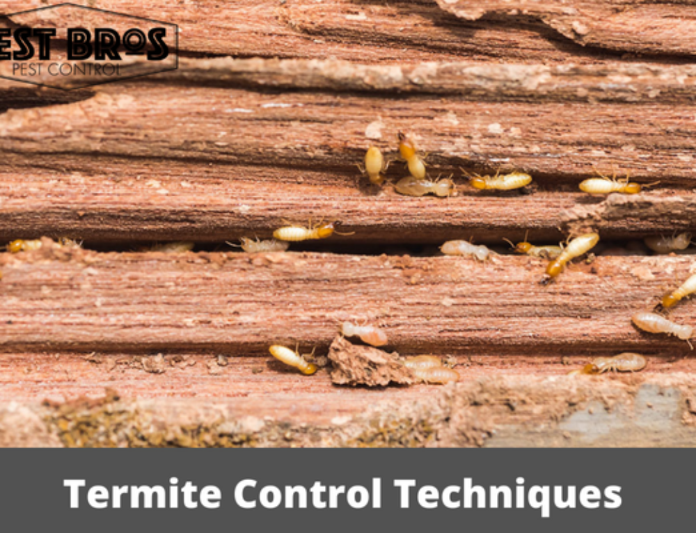 How Does Vinegar Kill Termites?