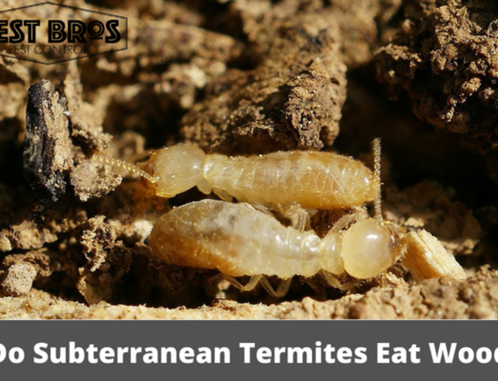 How Does Vinegar Kill Termites?