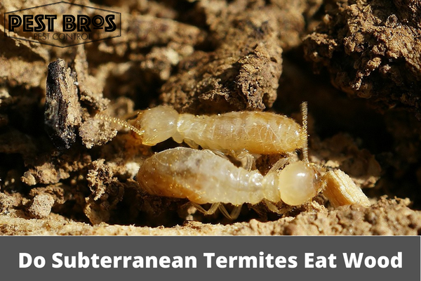Do Subterranean Termites Eat Wood