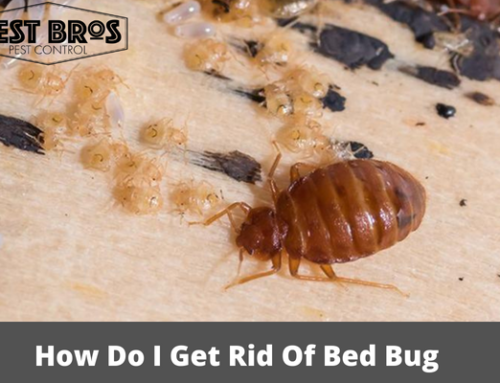 How Do I Get Rid Of Bed Bug