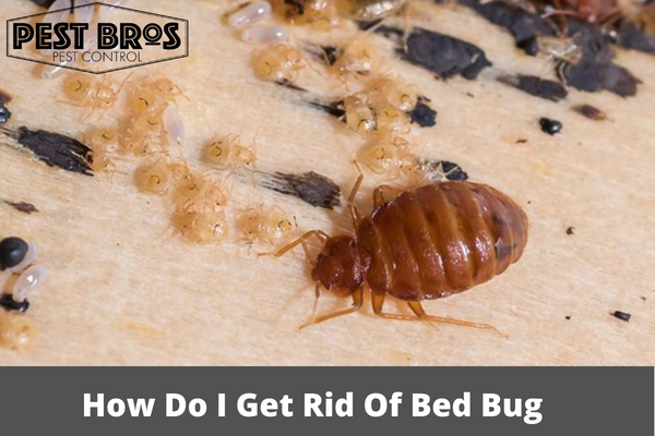 How Do I Get Rid Of Bed Bug