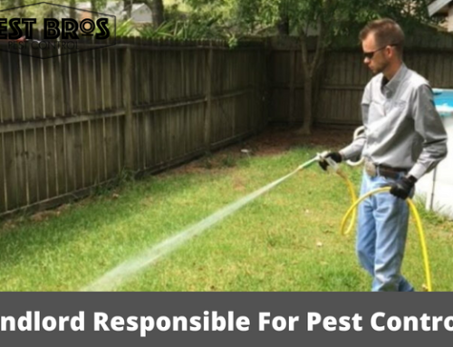 Is A Landlord Responsible For Pest Control
