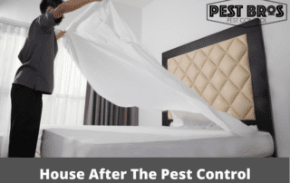 Is It Safe To Be In House After The Pest Control