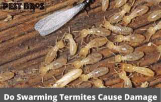 Do Swarming Termites Cause Damage