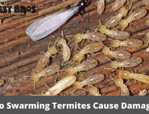 Do Swarming Termites Cause Damage