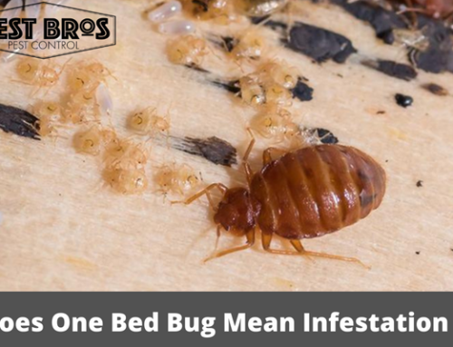 Does One Bed Bug Mean Infestation