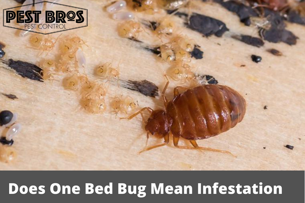 Does One Bed Bug Mean Infestation