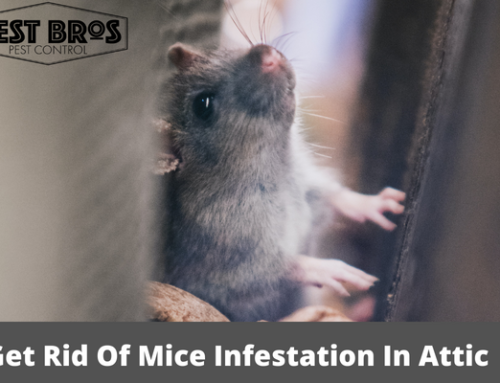 How To Get Rid Of Mice Infestation In Attic