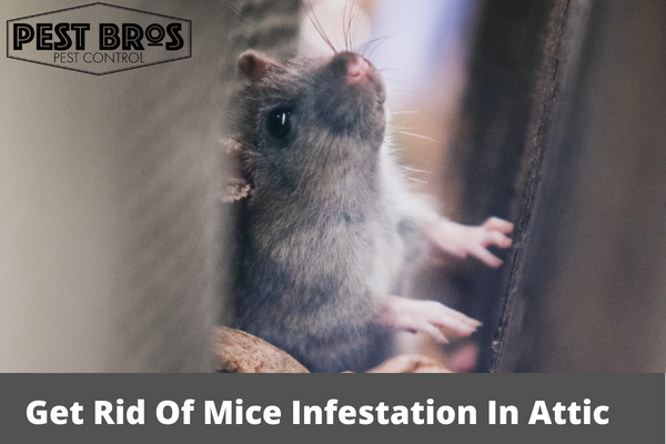 How To Get Rid Of Mice Infestation In Attic