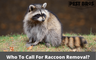 Who To Call For Raccoon Removal