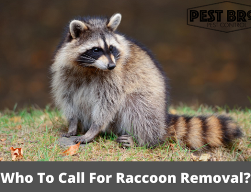 Who To Call For Raccoon Removal?