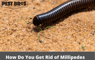 How Do You Get Rid of Millipedes
