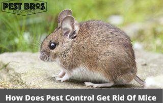 How Does Pest Control Get Rid Of Mice