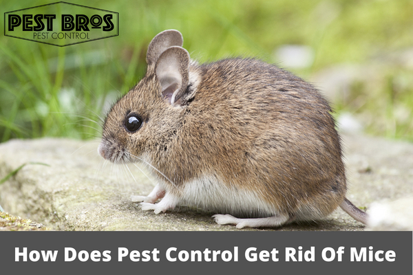 How Does Pest Control Get Rid Of Mice