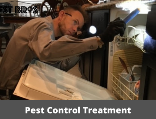 What To Expect After Pest Control Treatment