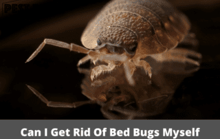 Can I Get Rid Of Bed Bugs Myself