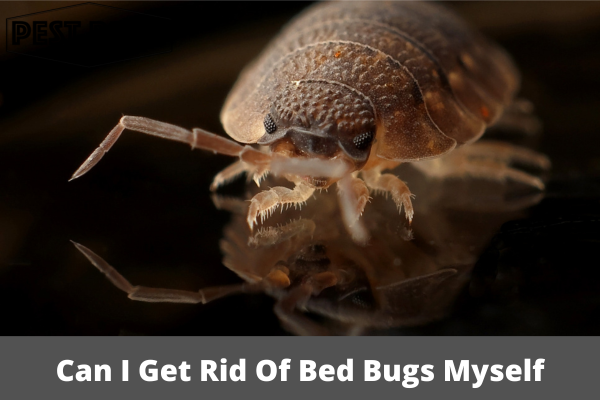 Can I Get Rid Of Bed Bugs Myself