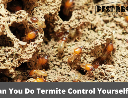 Can You Do Termite Control Yourself