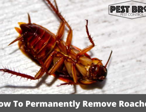 How To Permanently Remove Roaches