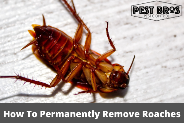 How To Permanently Remove Roaches