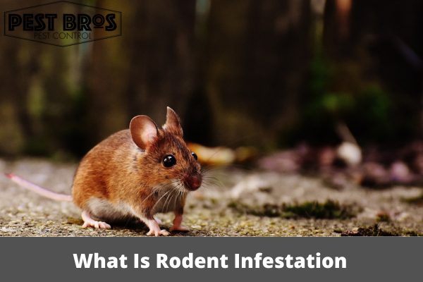 What Is Rodent Infestation