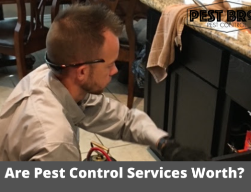 Are Pest Control Services Worth the Money?