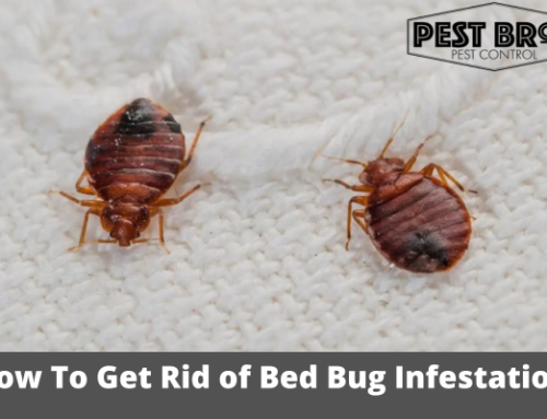 How To Get Rid of Bed Bug Infestation
