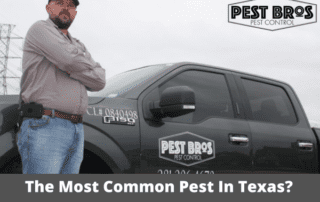 What Is The Most Common Pest In Texas