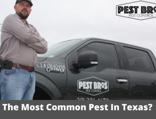 What Is The Most Common Pest In Texas?