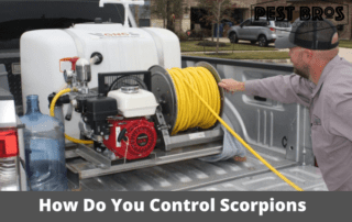 Are Pest Control Services Worth the Money