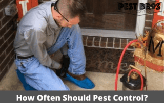How Often Should Pest Control Be Done in Texas