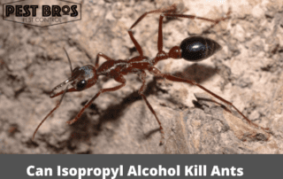Can Isopropyl Alcohol Kill Ants
