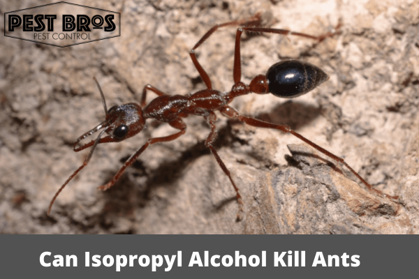 Can Isopropyl Alcohol Kill Ants