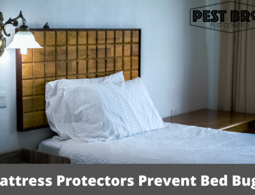 Do Mattress Protectors Prevent Bed Bugs