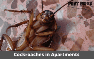 How Common Are Cockroaches in Apartments