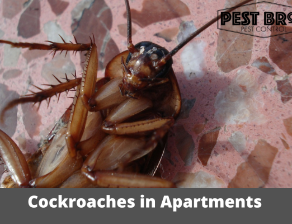 How Common Are Roaches In Apartments?