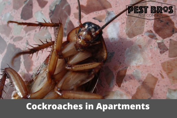 How Common Are Cockroaches in Apartments