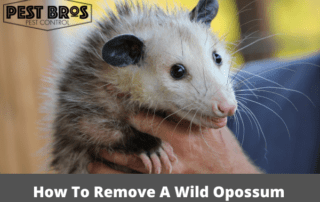 How To Remove A Wild Opossum