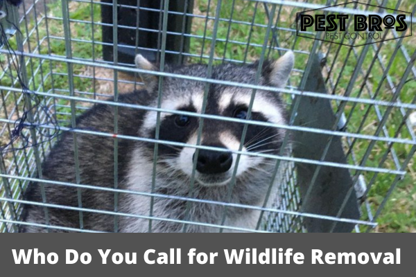 Who Do You Call for Wildlife Removal