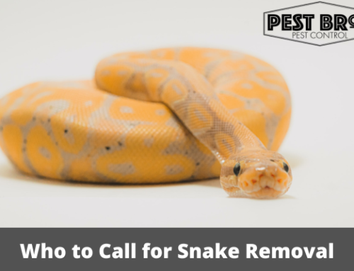 Who to Call for Snake Removal