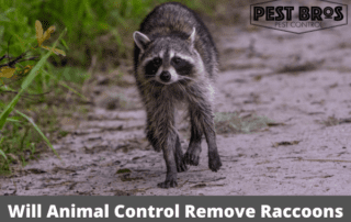 Will Animal Control Remove Raccoons