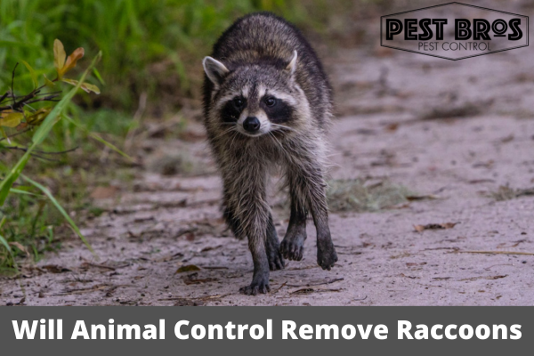 Will Animal Control Remove Raccoons