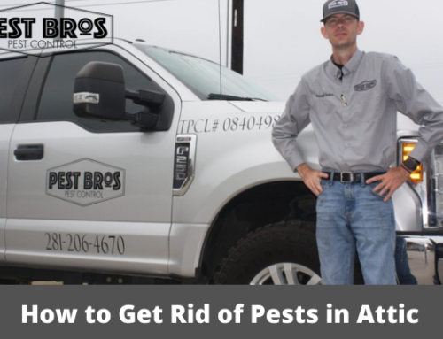 How to Get Rid of Pests in Attic