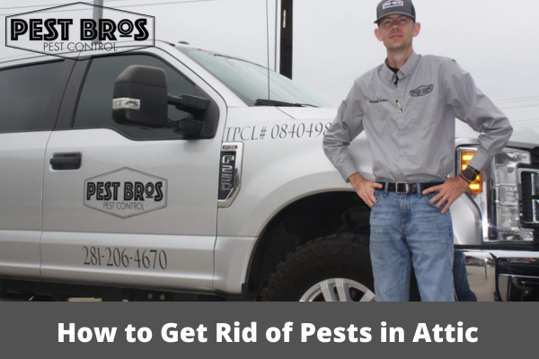 How to Get Rid of Pests in Attic